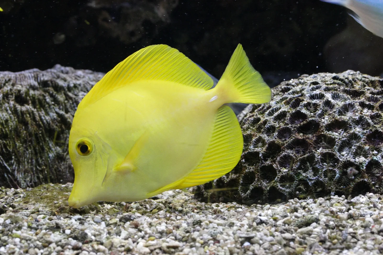 Yellow-Tang 02