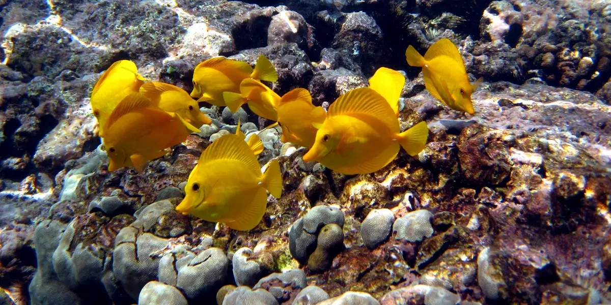 Yellow-Tang 03