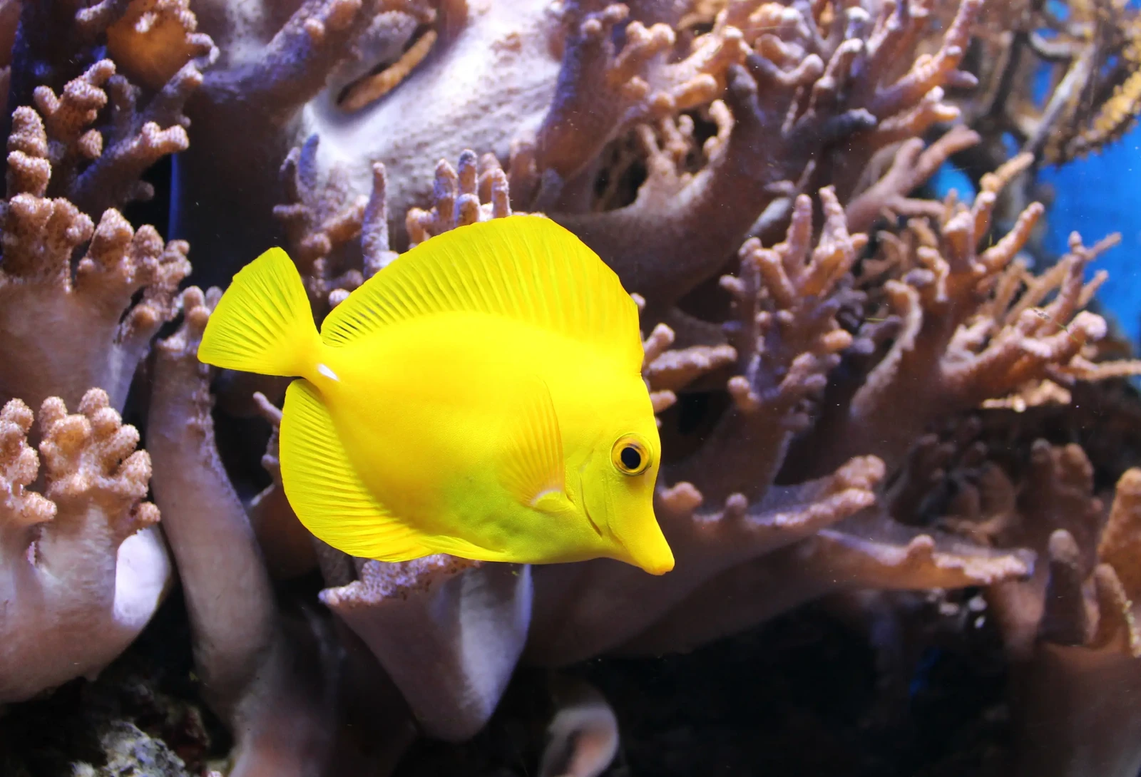 Yellow-Tang 04