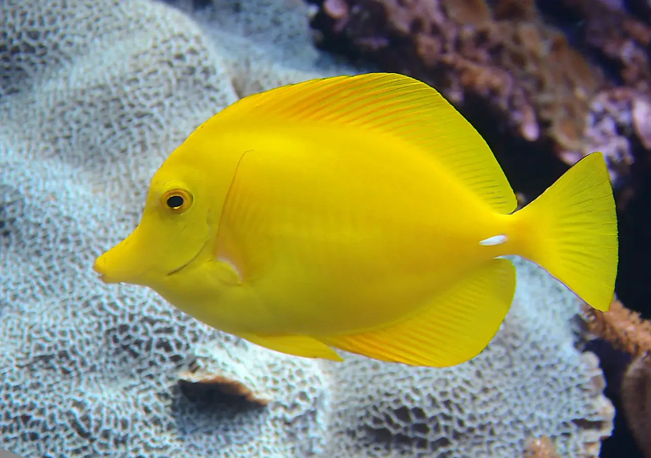 Yellow-Tang 05