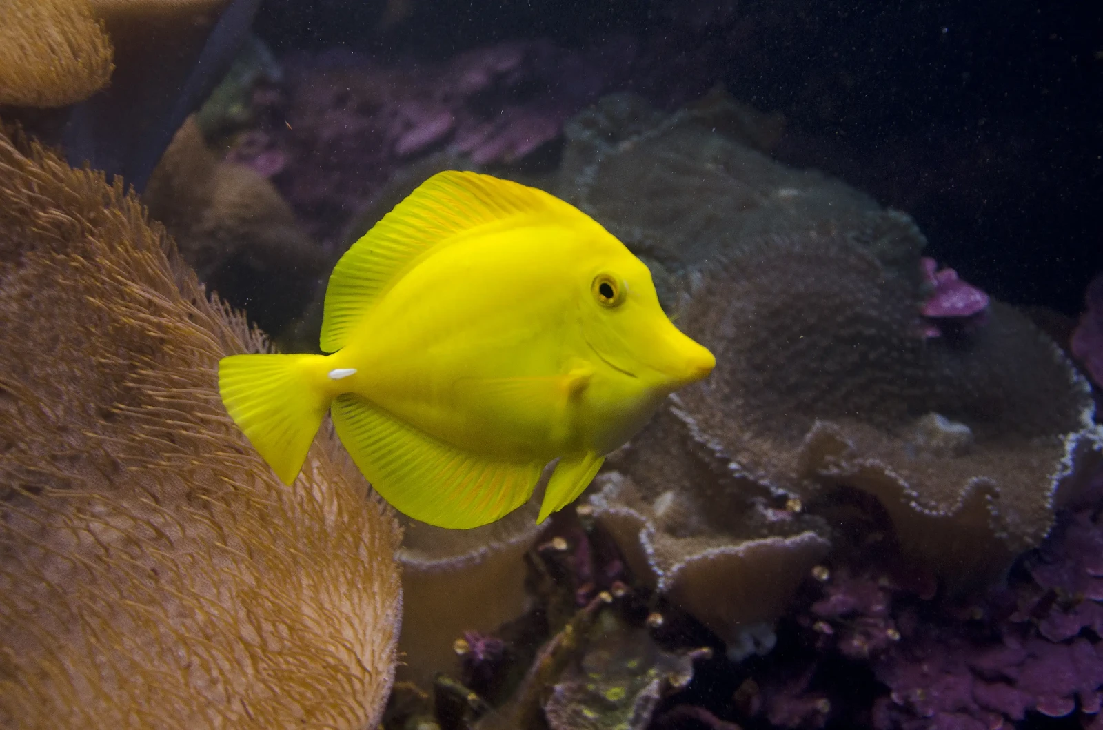 Yellow-Tang 06
