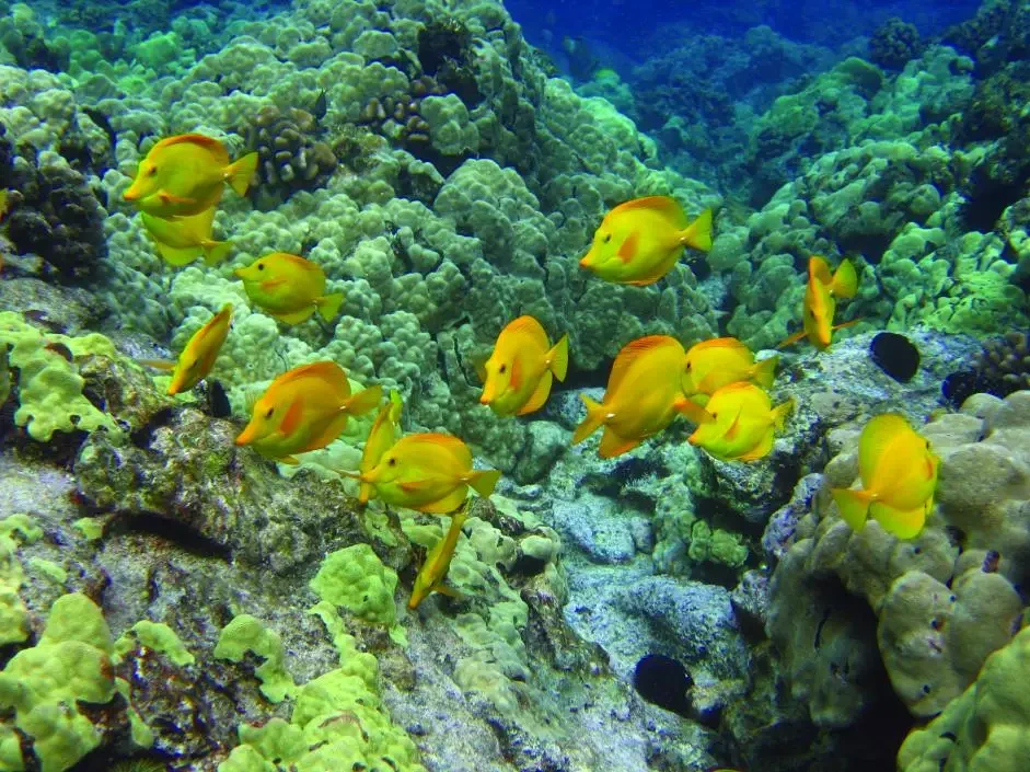 Yellow-Tang 07