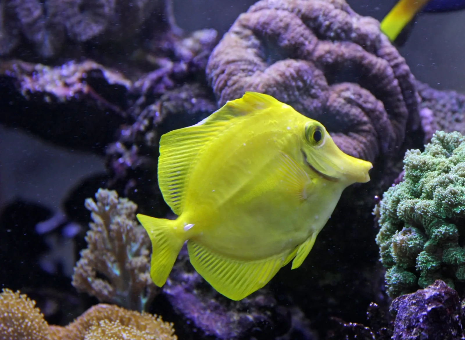 Yellow-Tang 08
