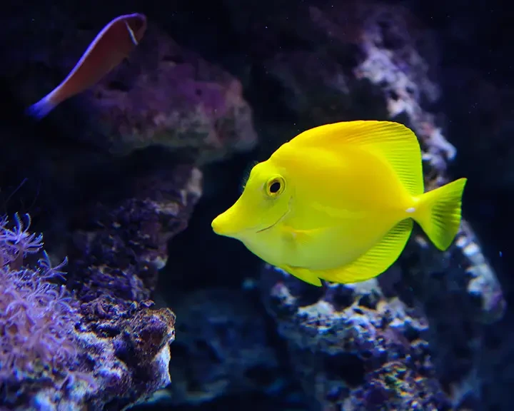 Yellow-Tang 09
