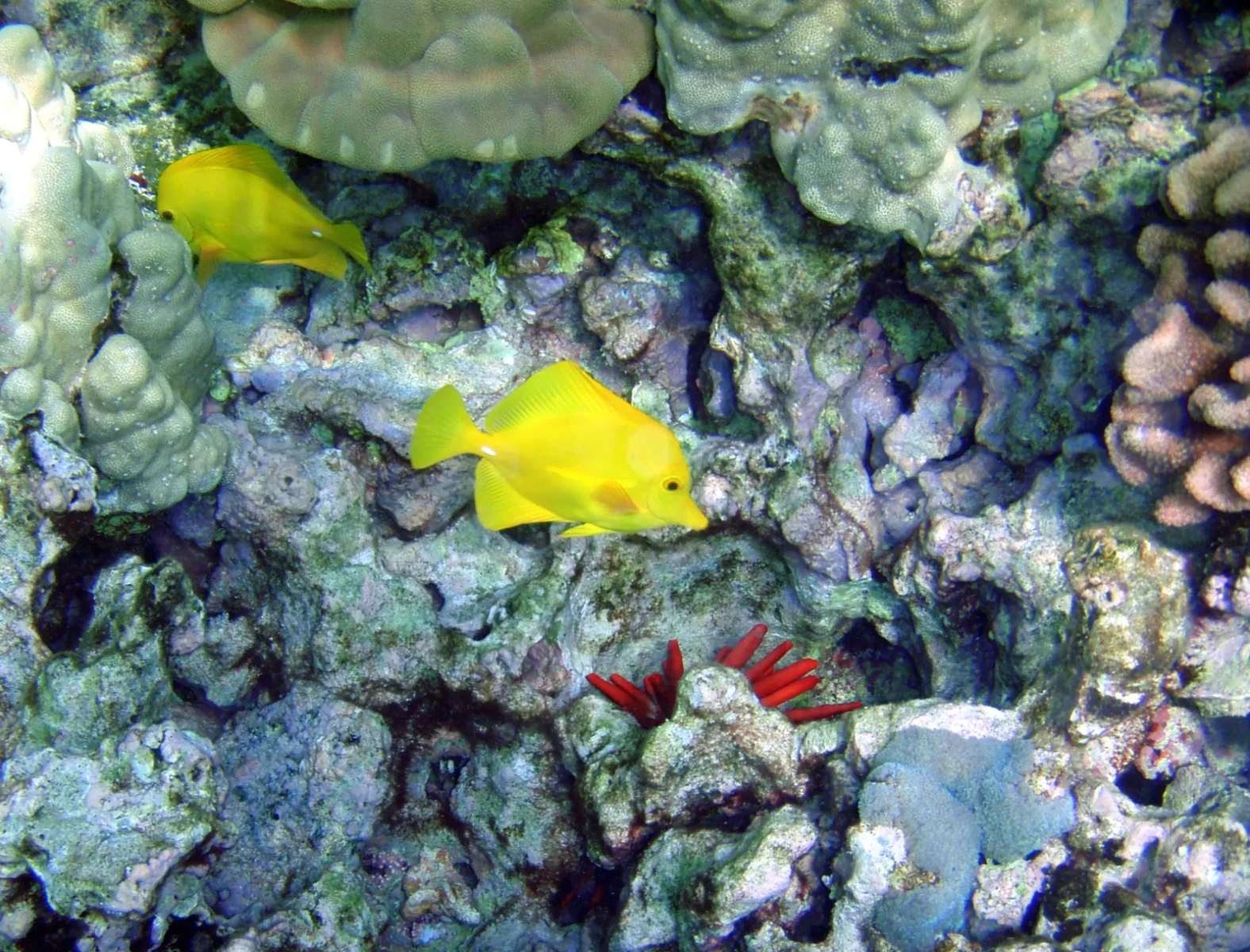 Yellow-Tang 10