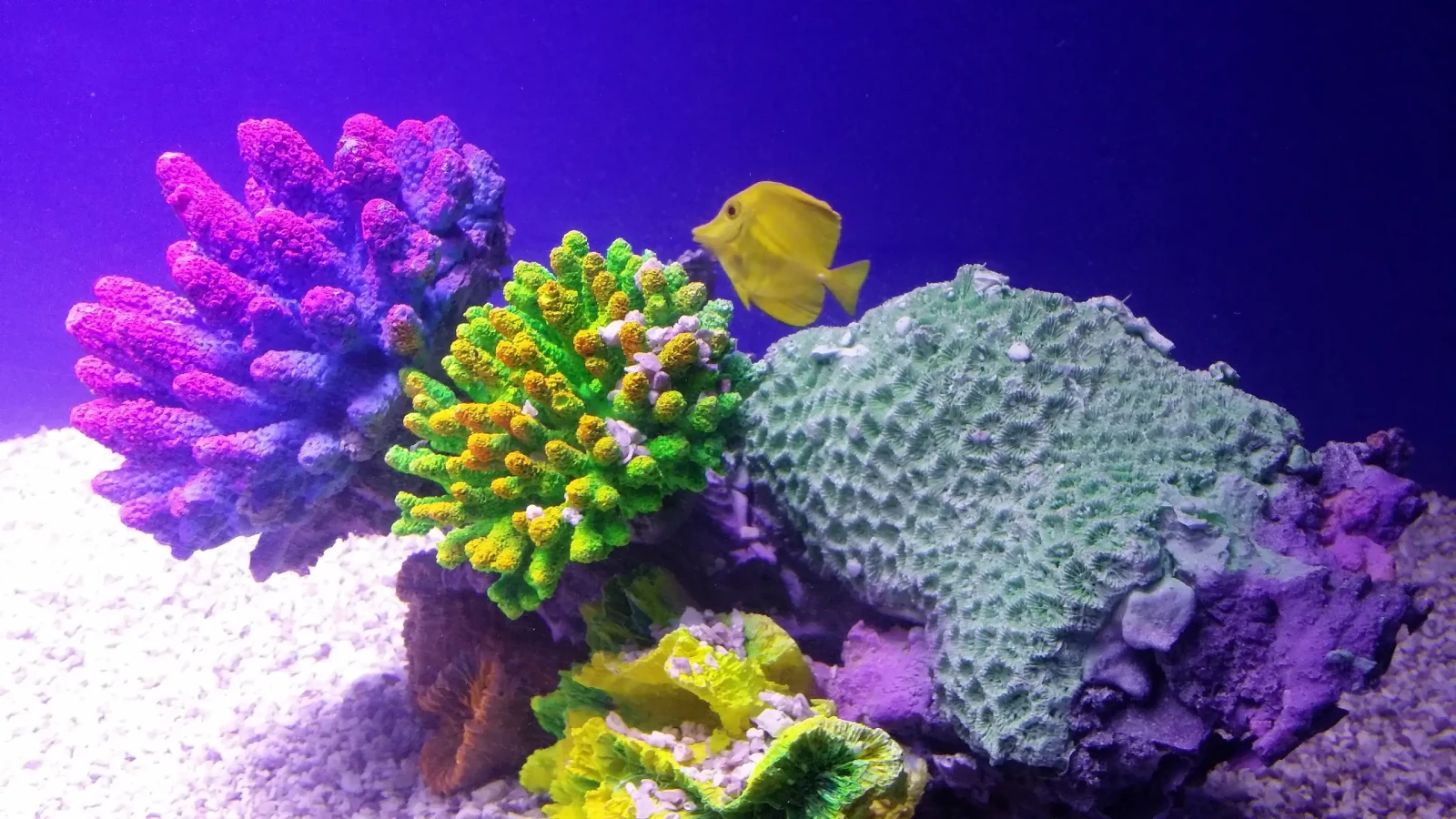 Yellow-Tang 11