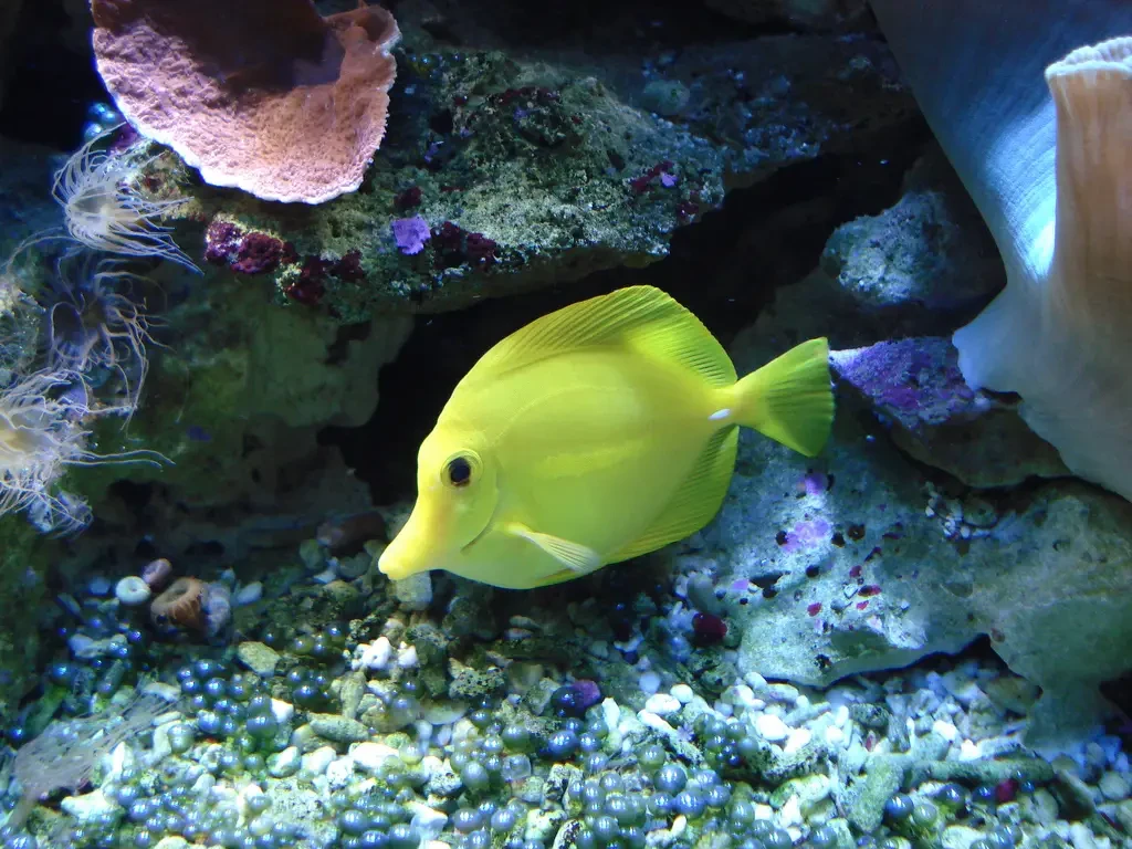 Yellow-Tang 12