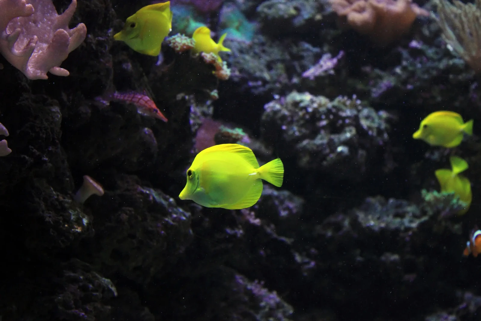 Yellow-Tang 13