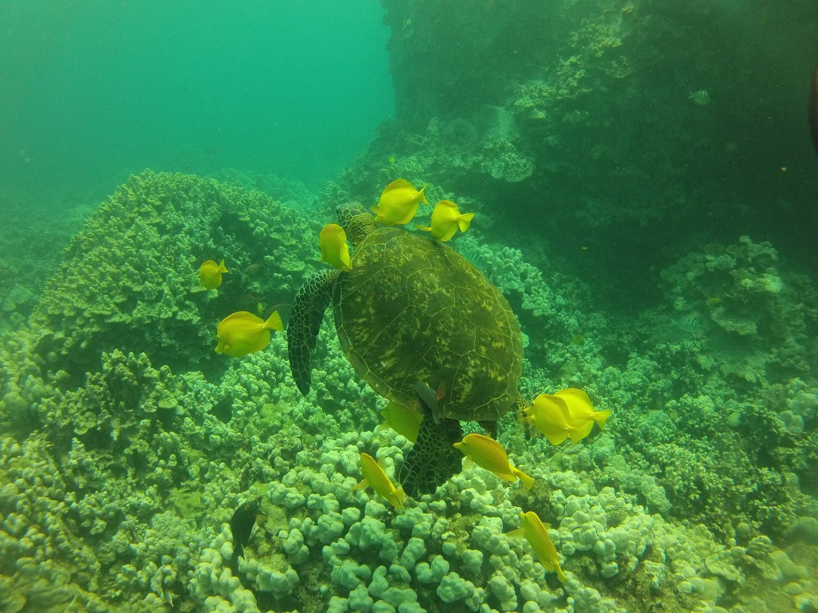 Yellow-Tang 14