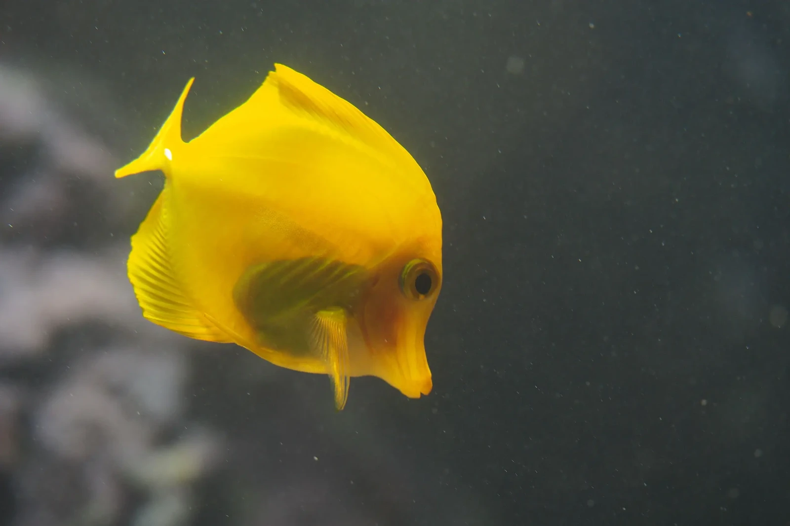 Yellow-Tang 15