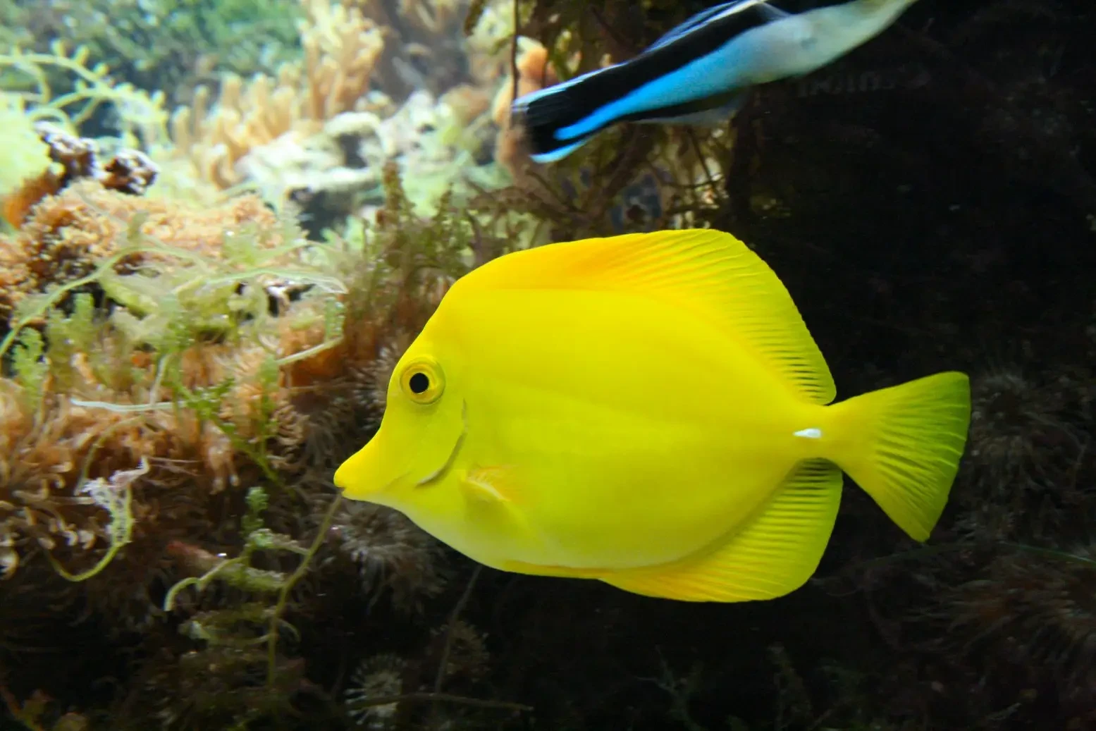 Yellow-Tang 16