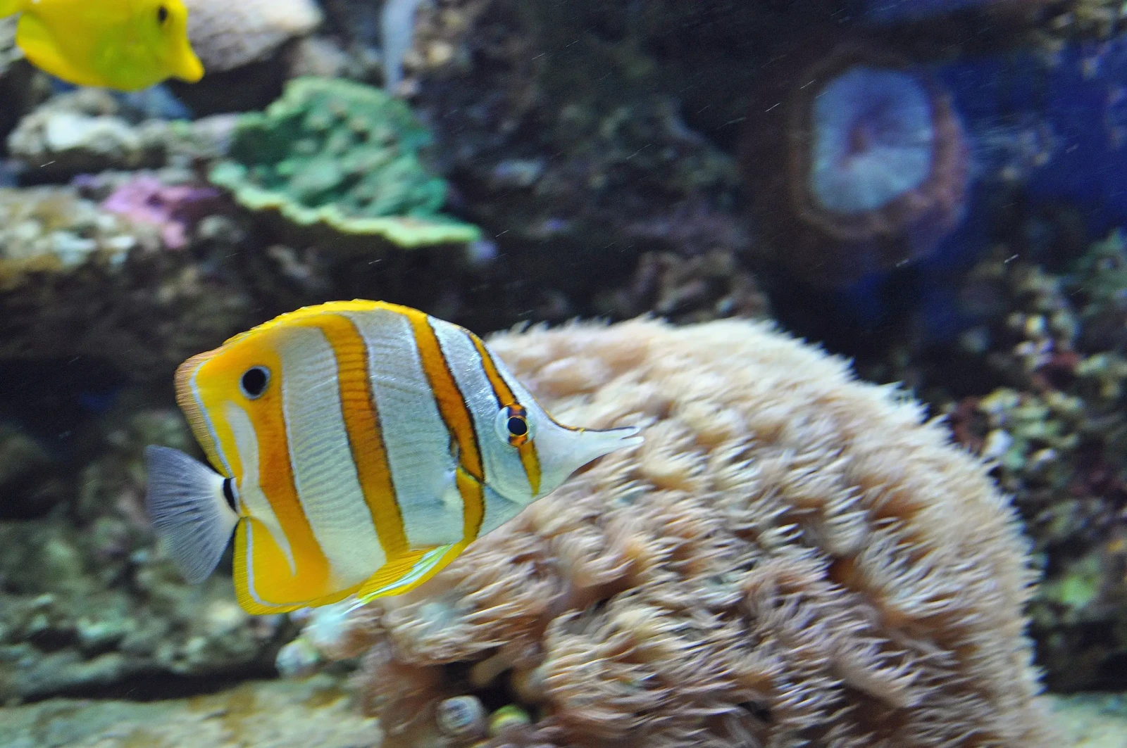 Yellow-Tang 17