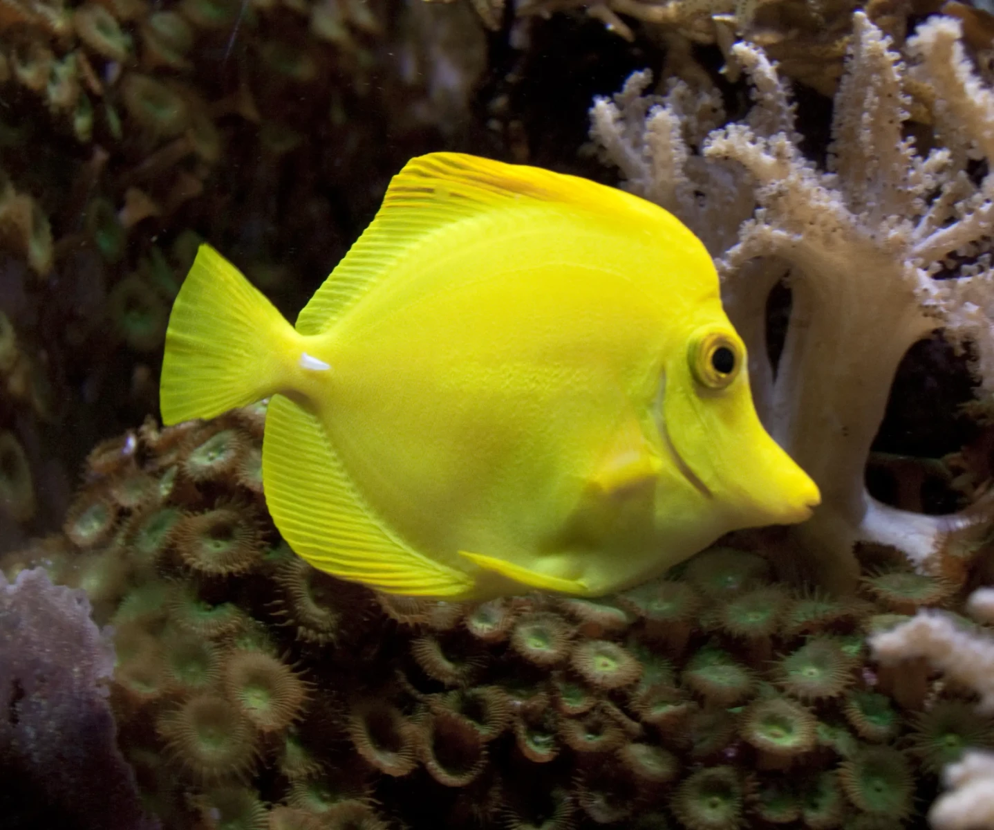Yellow-Tang 19