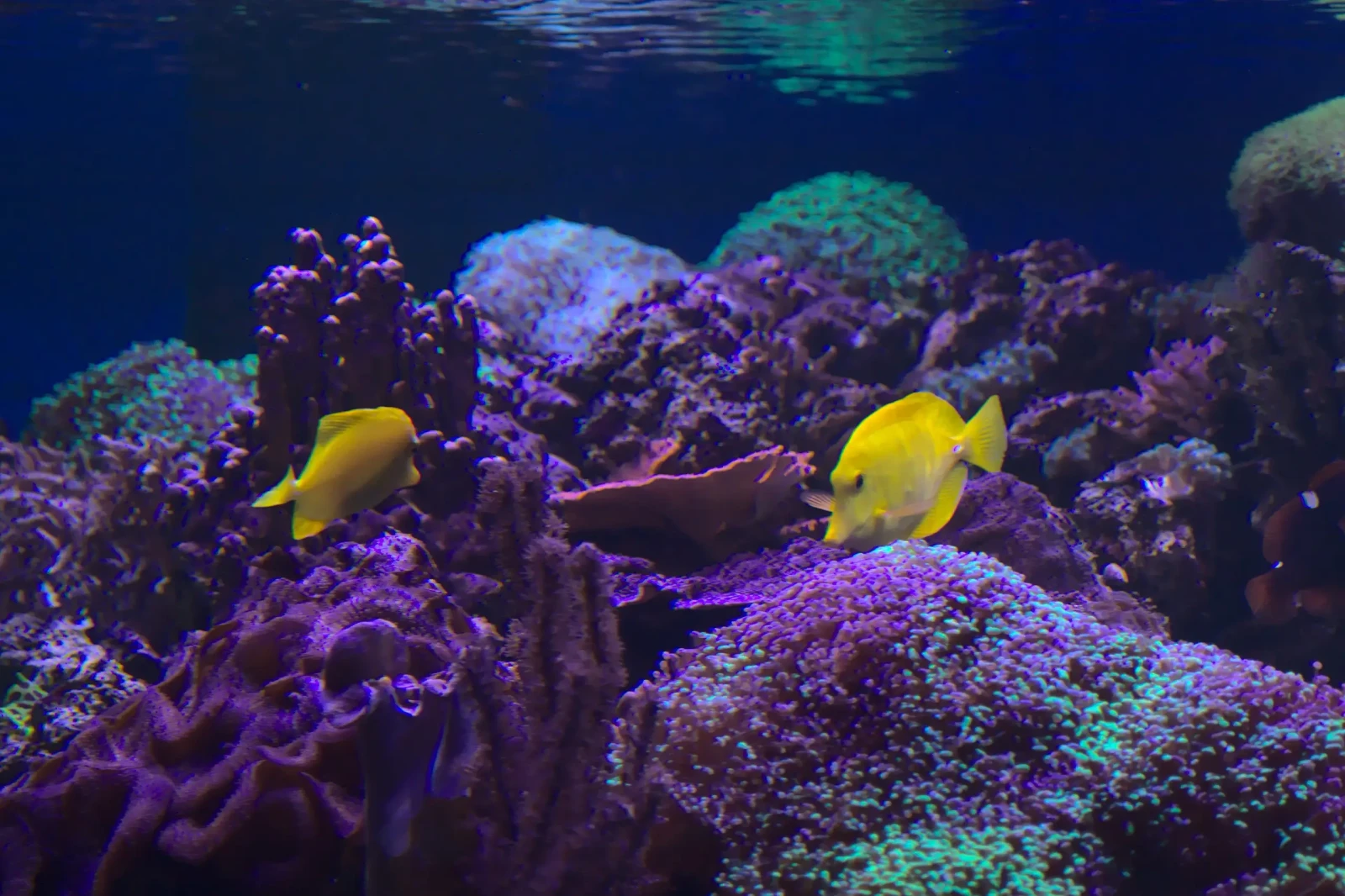 Yellow-Tang 20