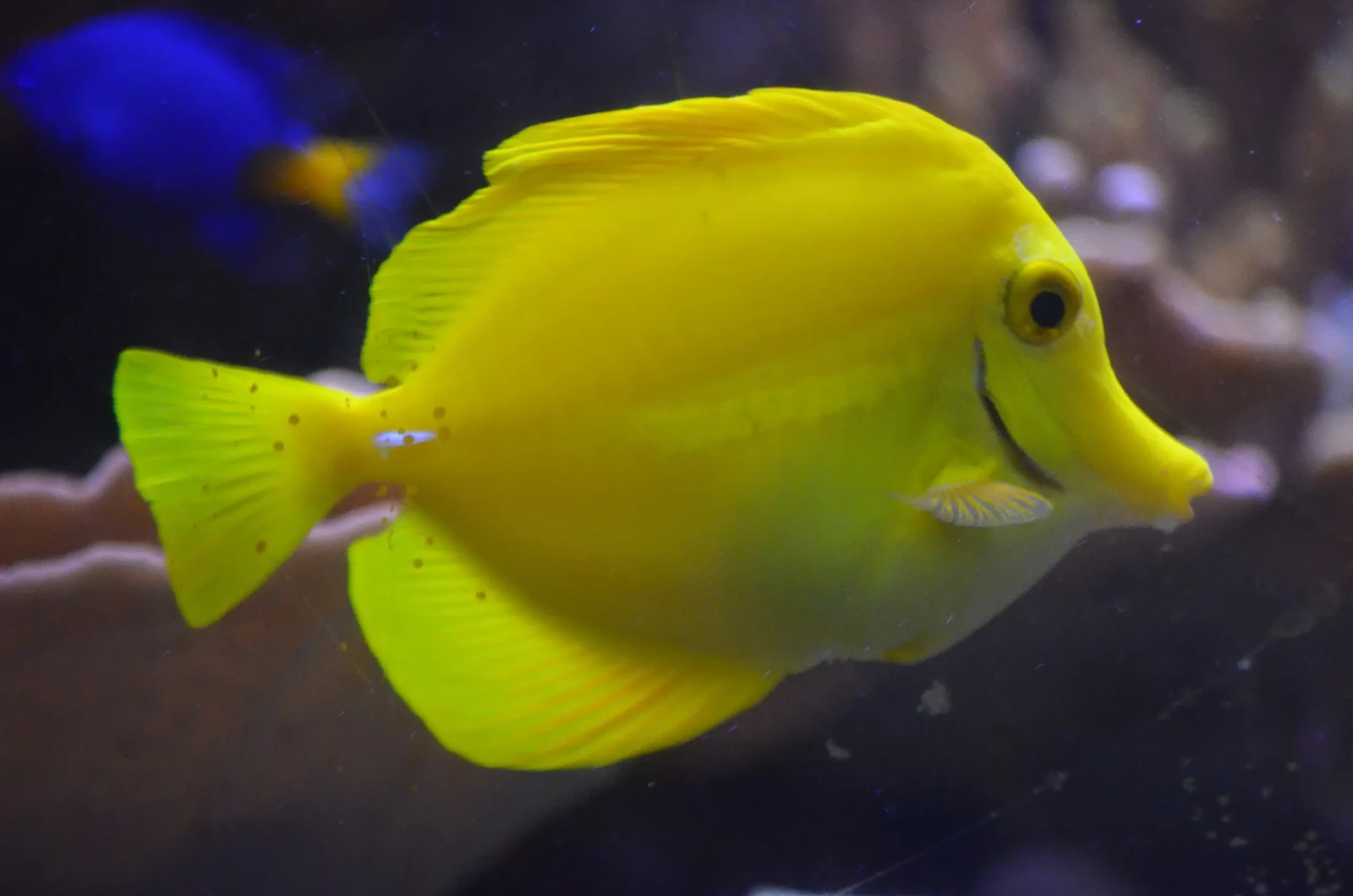 Yellow-Tang 21