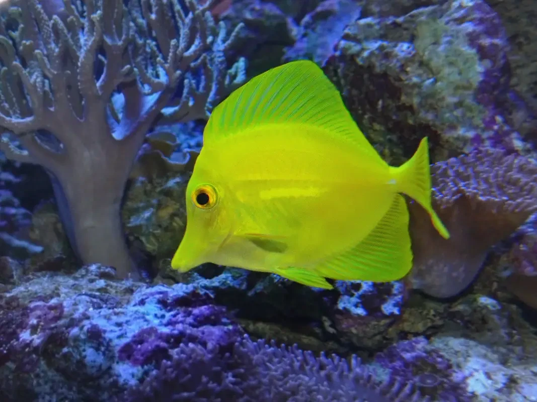 Yellow-Tang 22