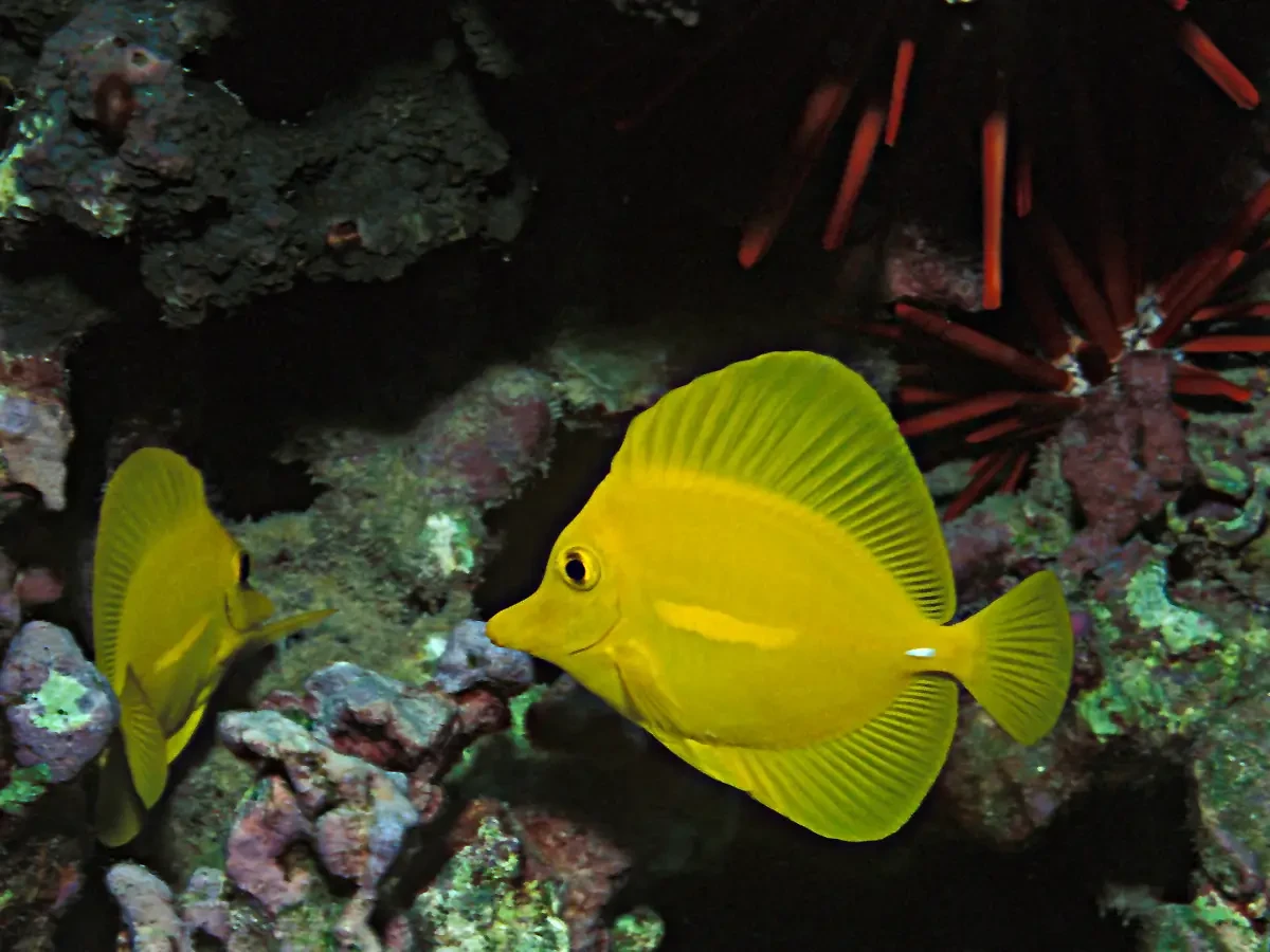 Yellow-Tang 23