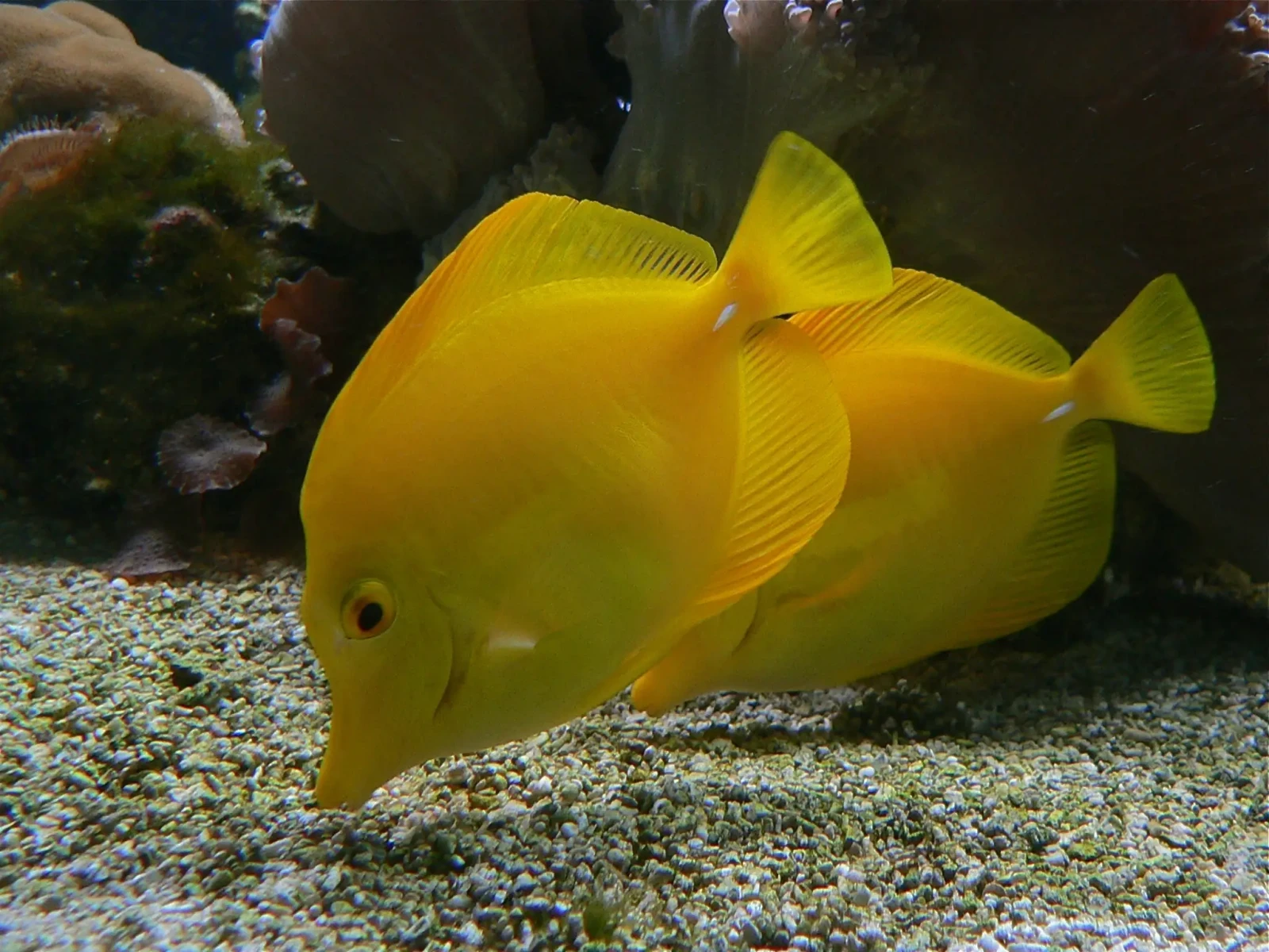Yellow-Tang 24