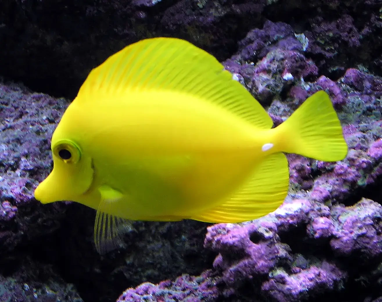 Yellow-Tang 25