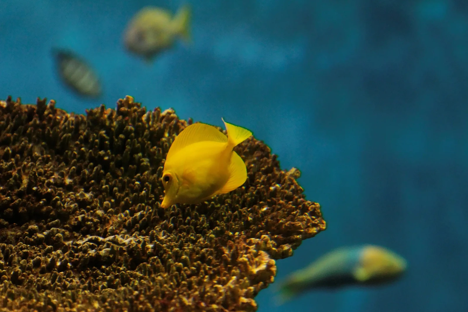 Yellow-Tang 26
