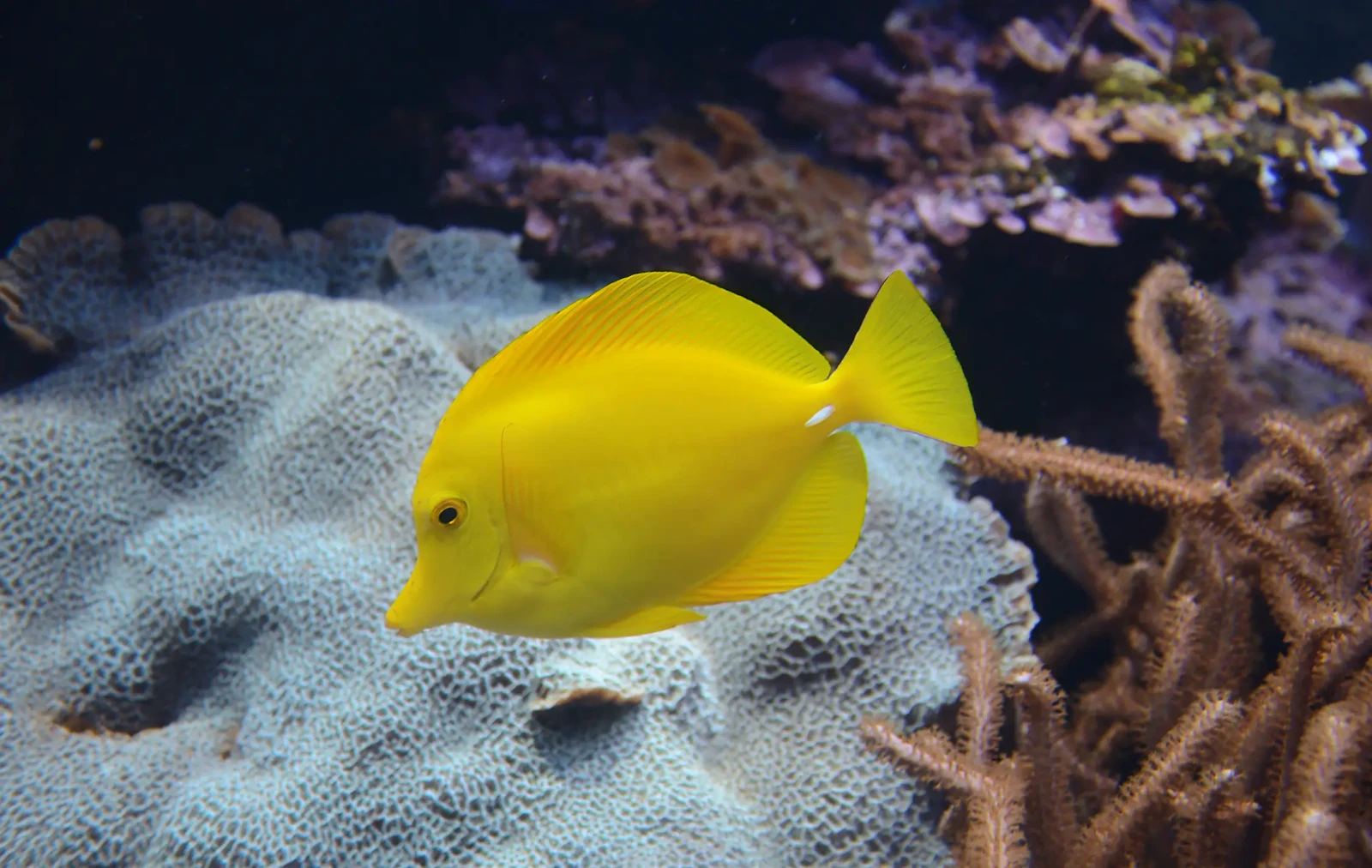 Yellow-Tang 27