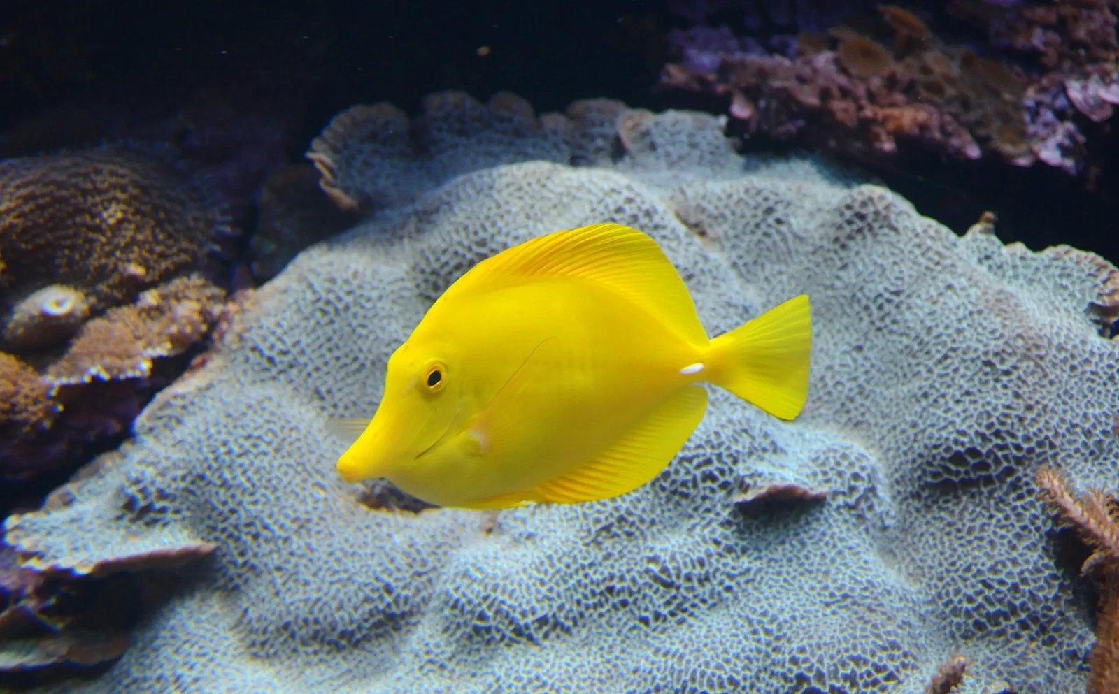 Yellow-Tang 28