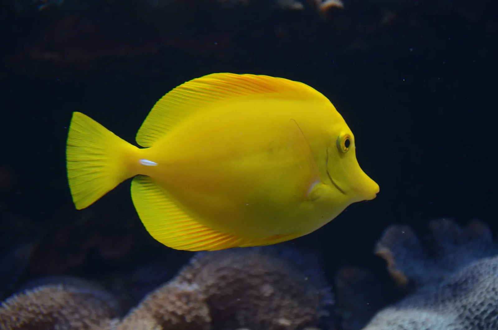 Yellow-Tang 29