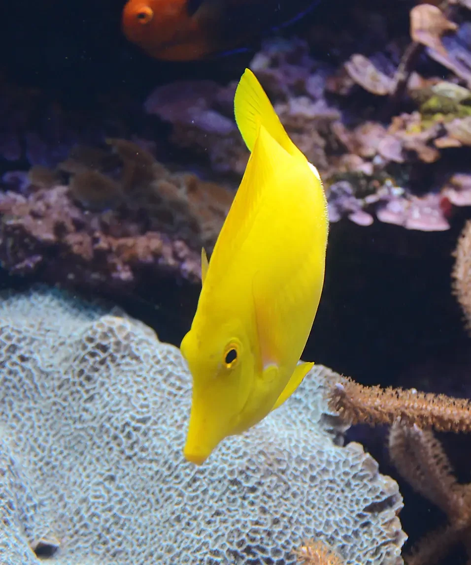 Yellow-Tang 30