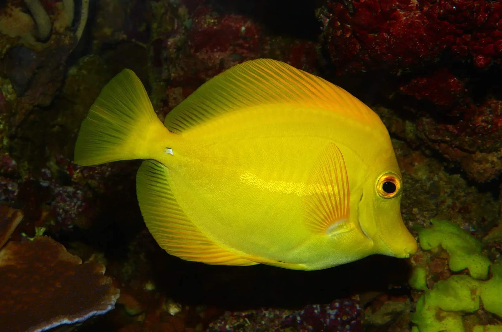Yellow-Tang 31