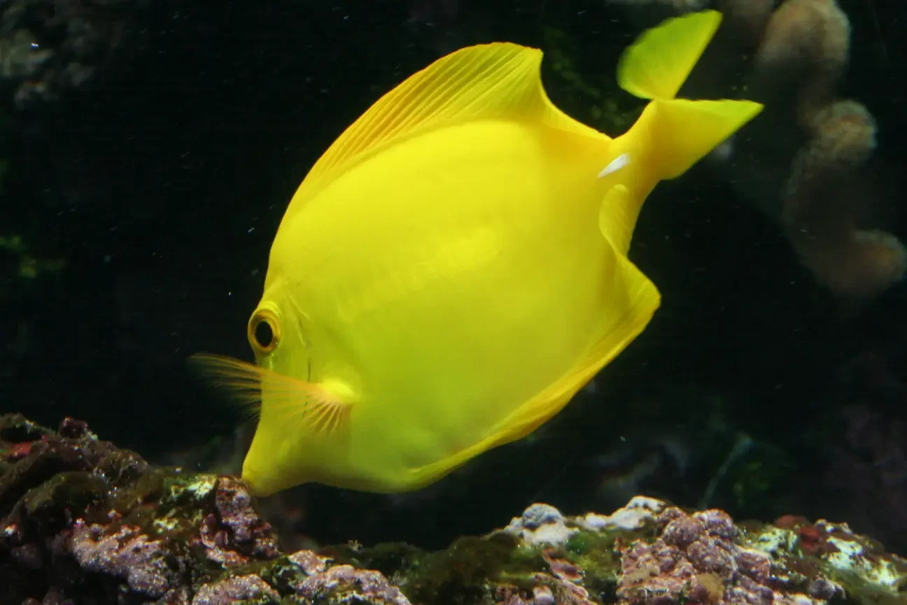 Yellow-Tang 32