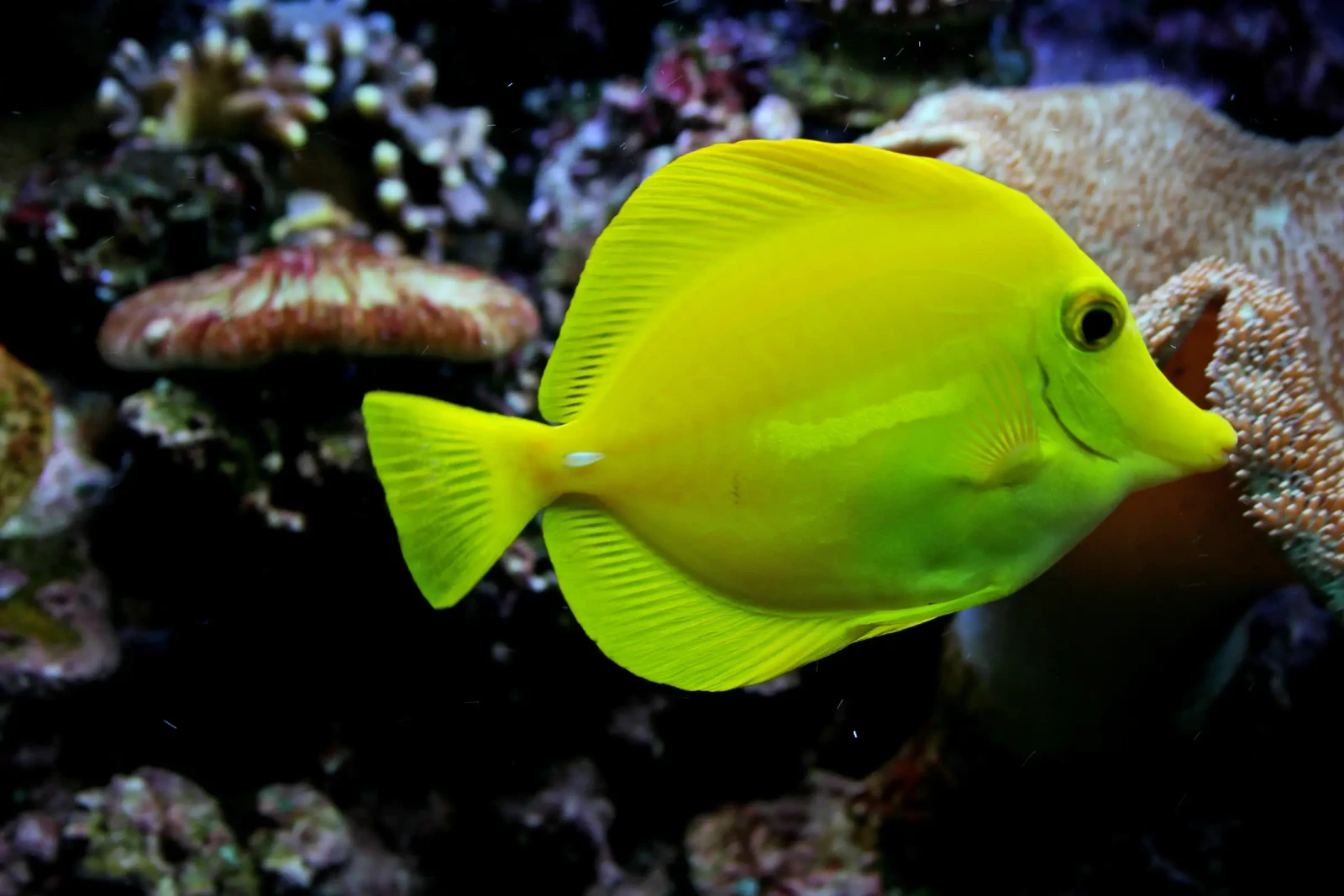 Yellow-Tang 33