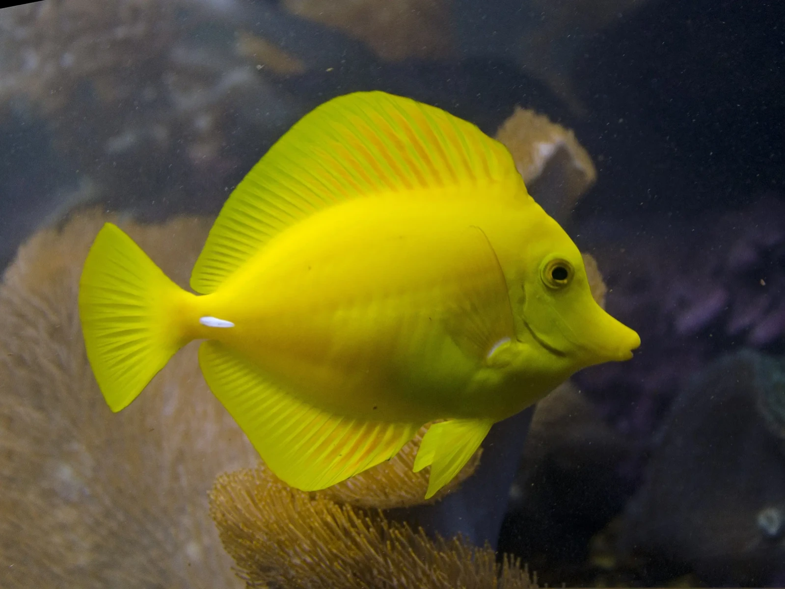 Yellow-Tang 34