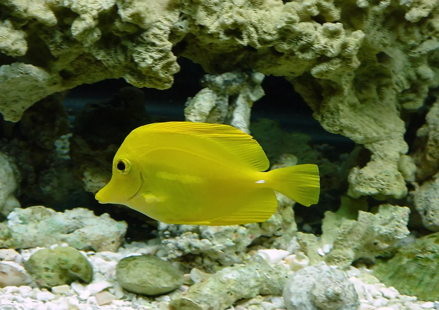 Yellow-Tang 35
