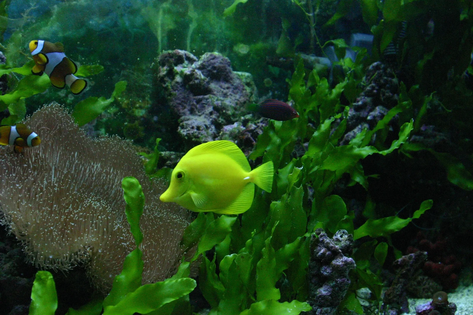 Yellow-Tang 36