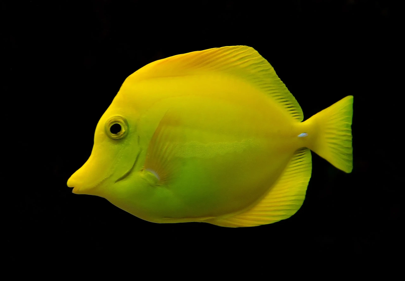 Yellow-Tang 37