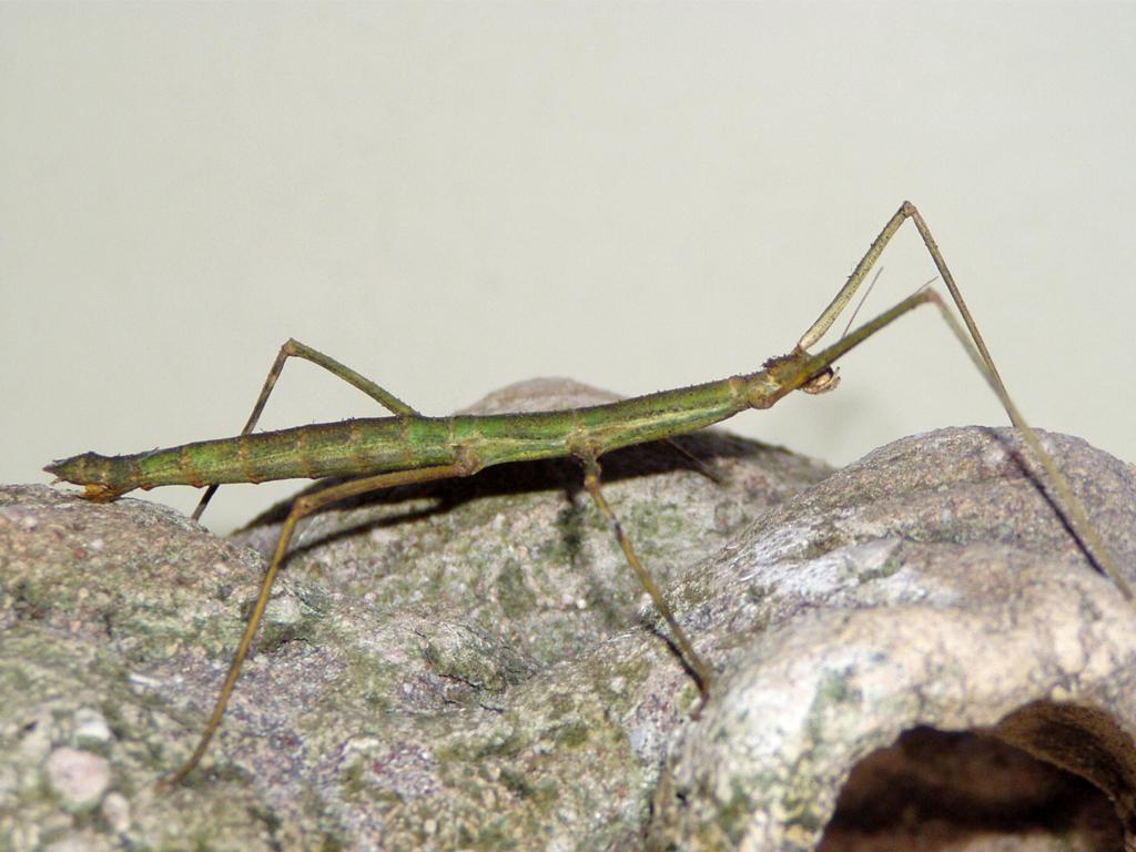 Annam-Stick-Insect 01