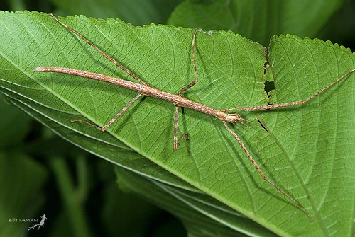 Annam-Stick-Insect 02