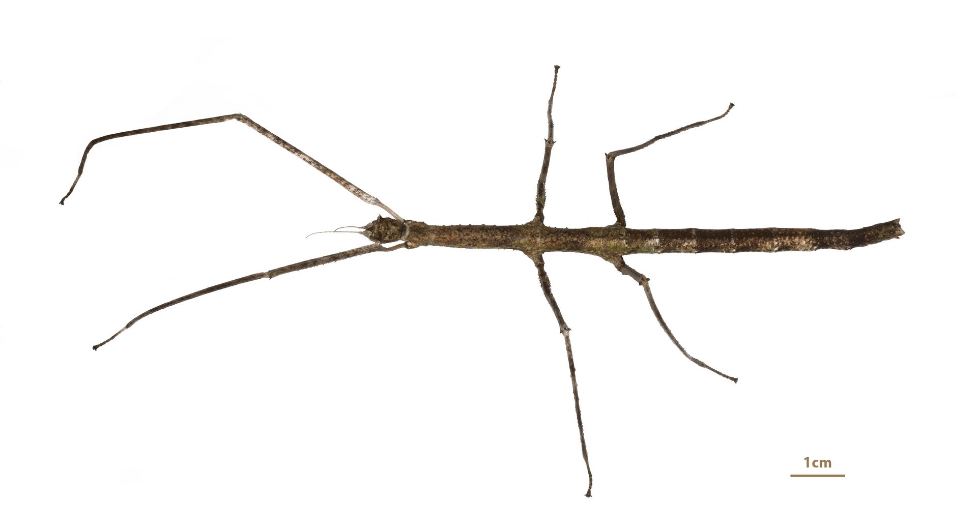 Annam-Stick-Insect 03