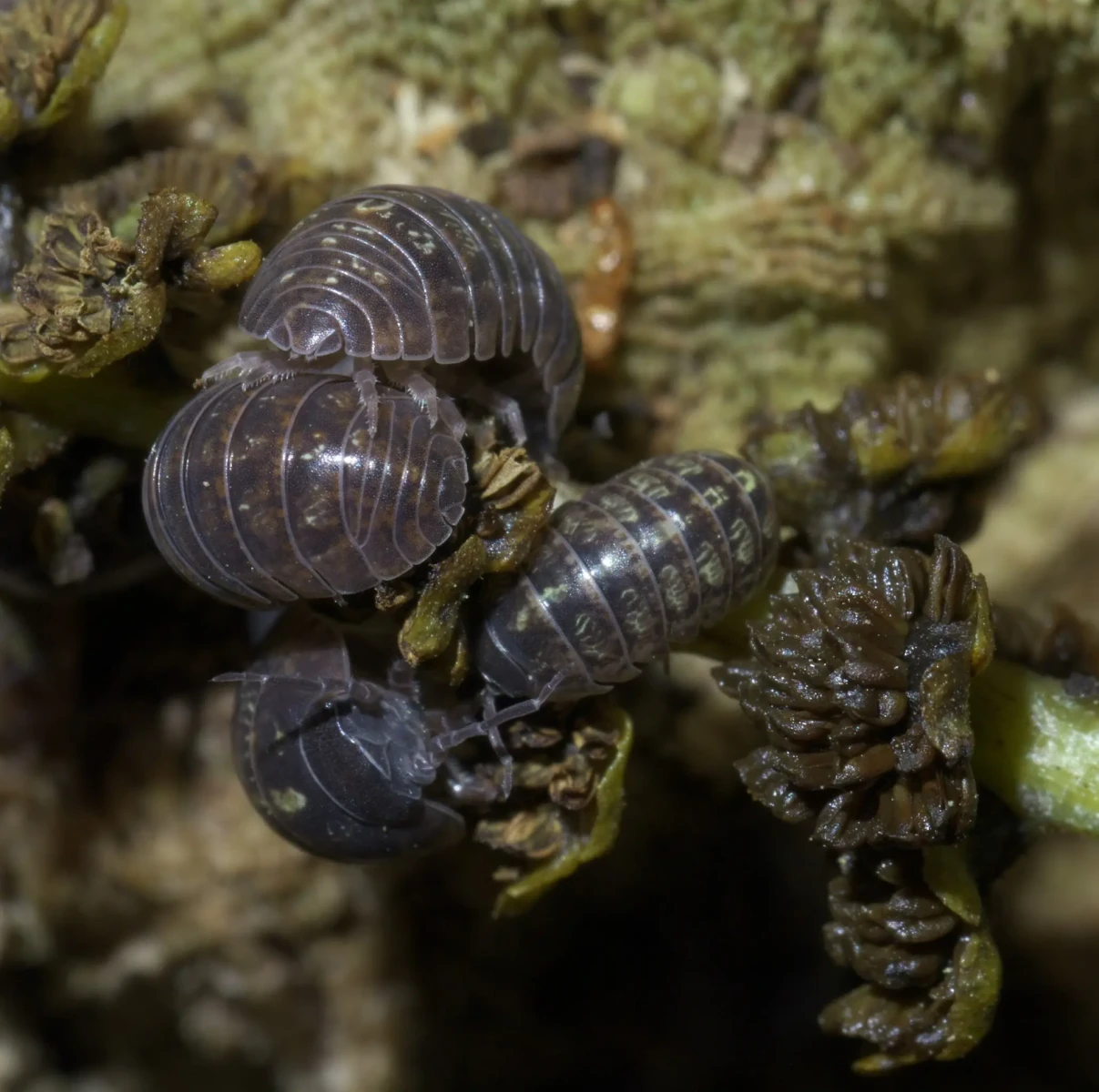 Cloporte Armadillidium