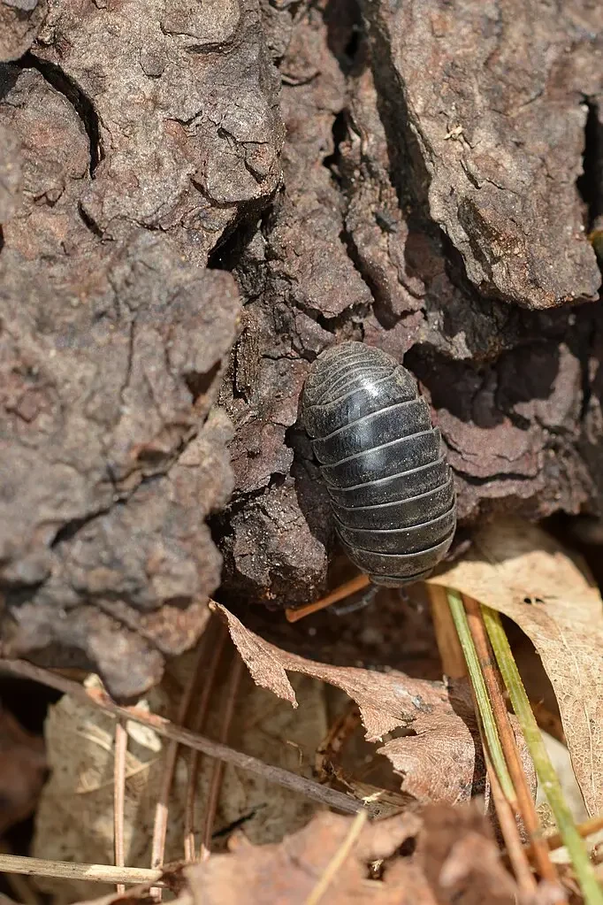 Cloporte Armadillidium