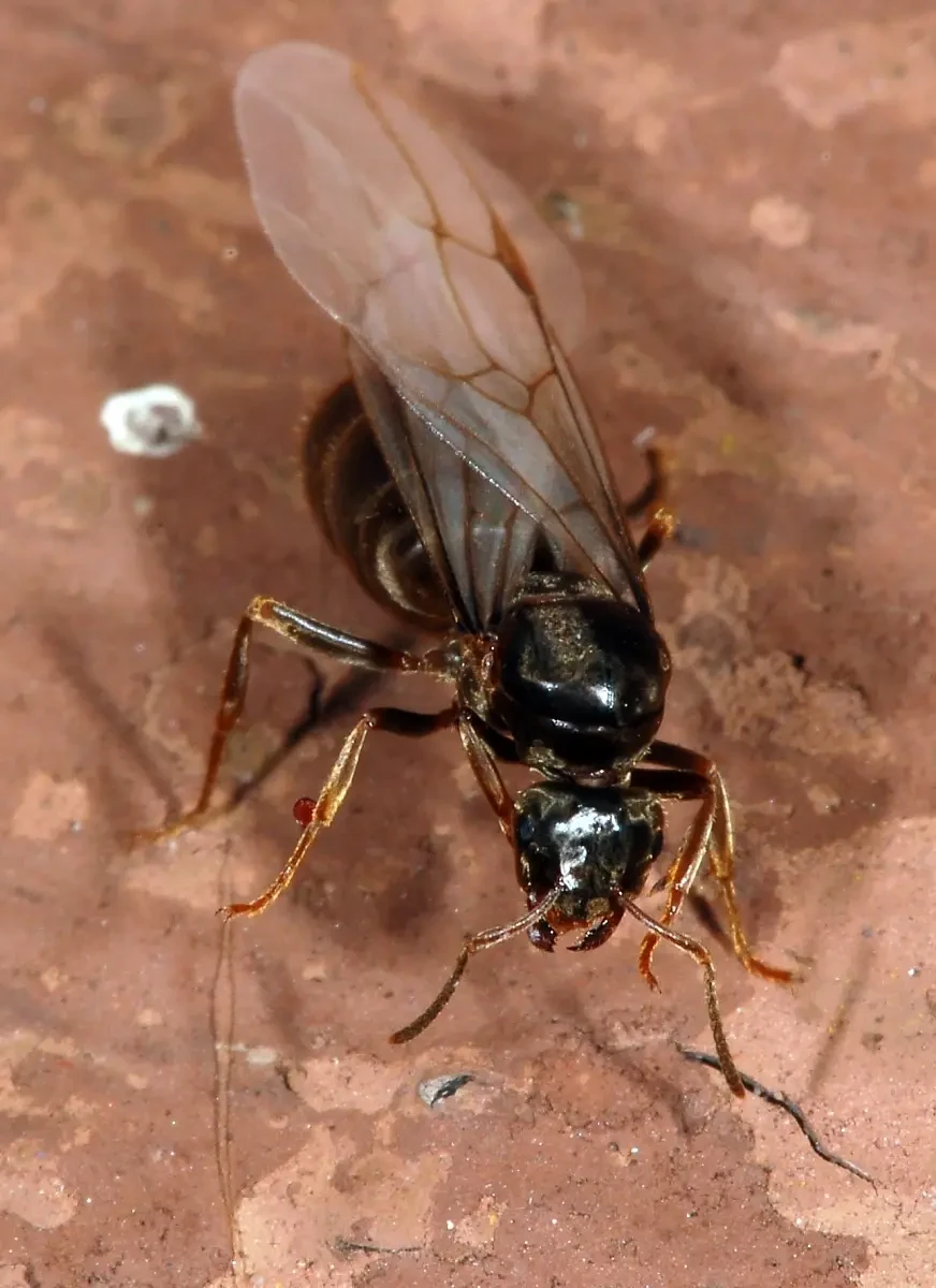 Black-Garden-Ant 01