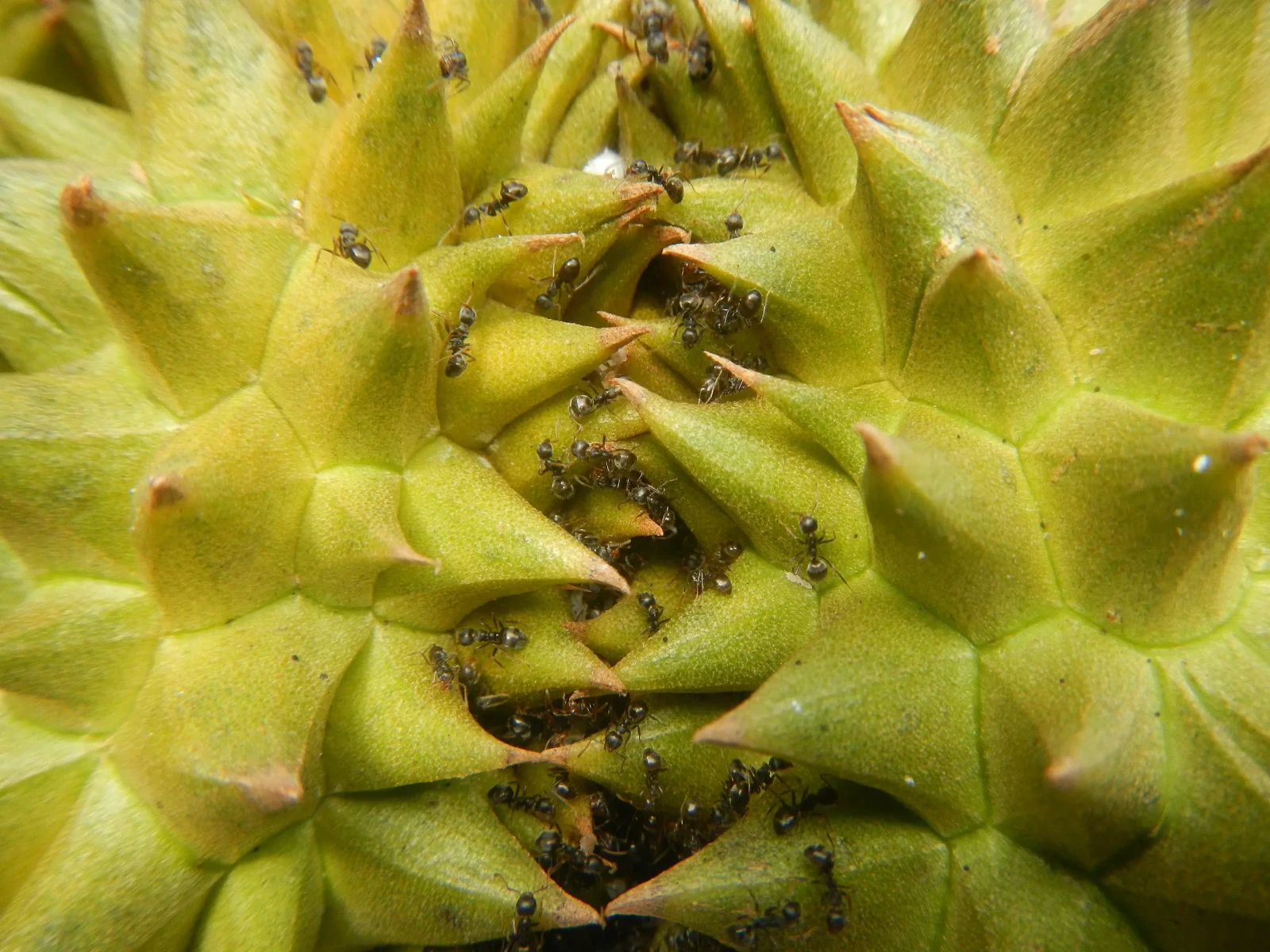 Black-Garden-Ant 02