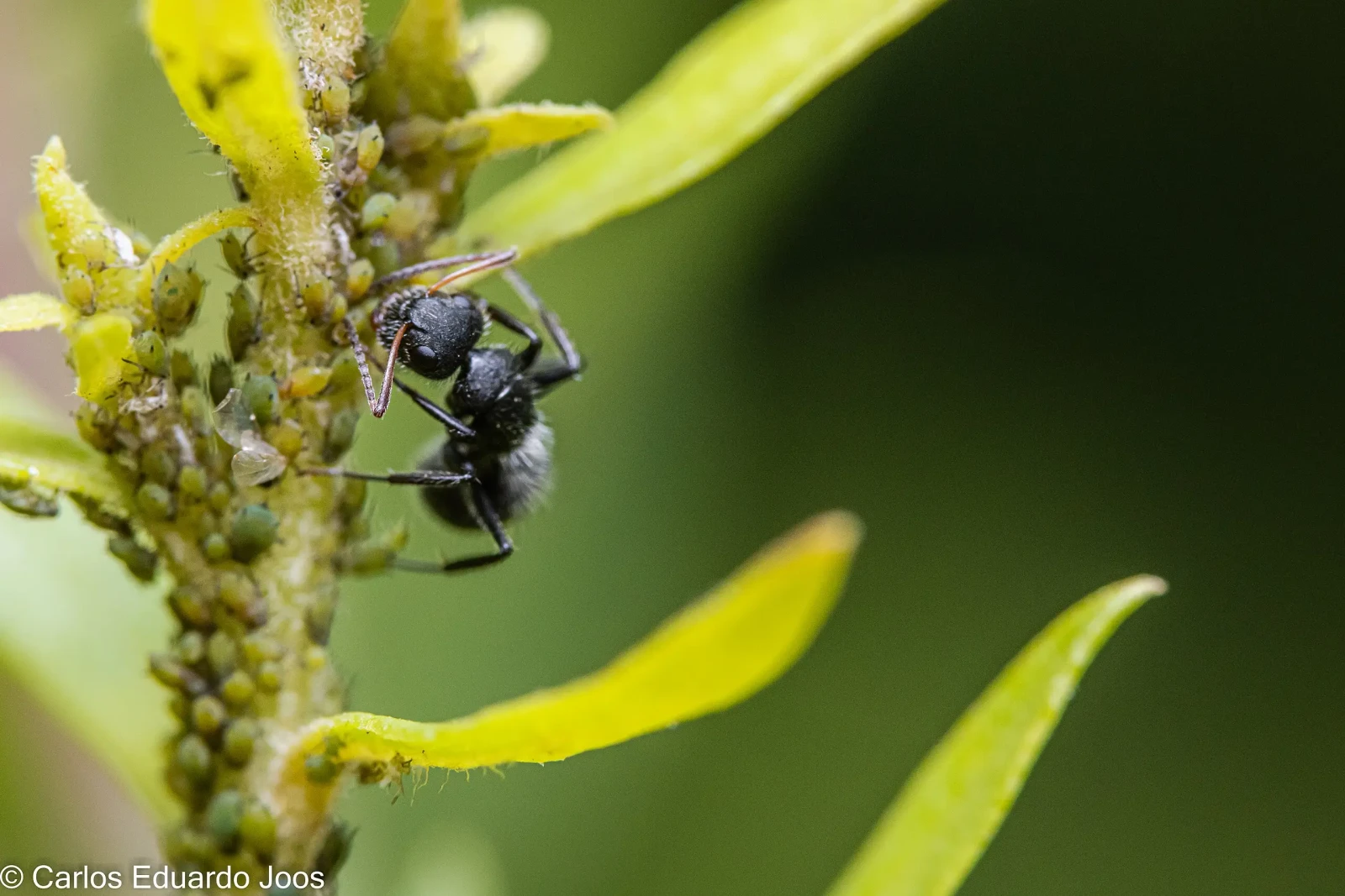 Black-Garden-Ant 03