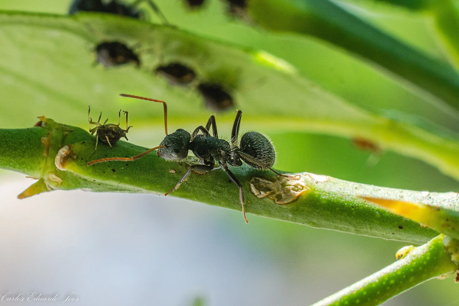 Black-Garden-Ant 04