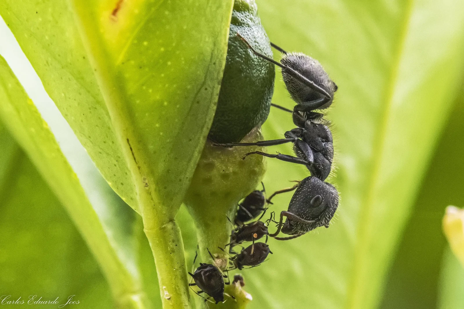 Black-Garden-Ant 05