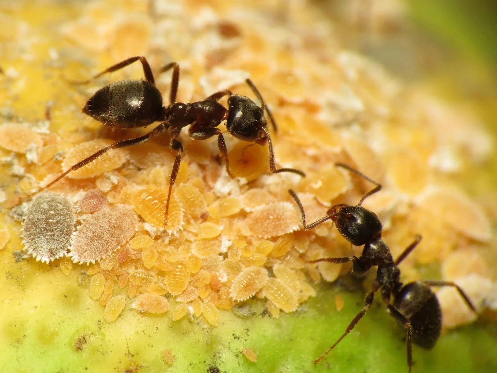 Black-Garden-Ant 06