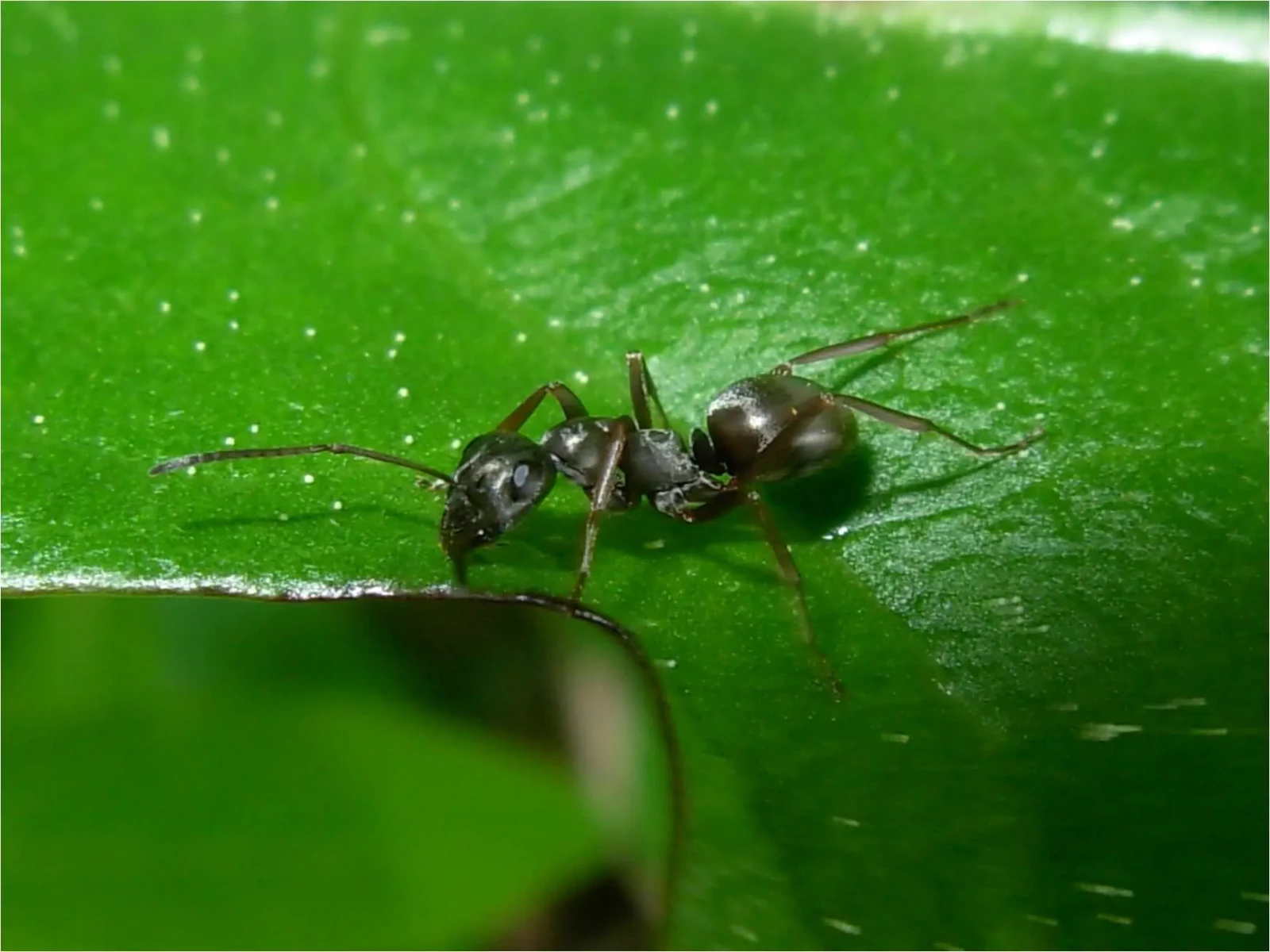 Black-Garden-Ant 07