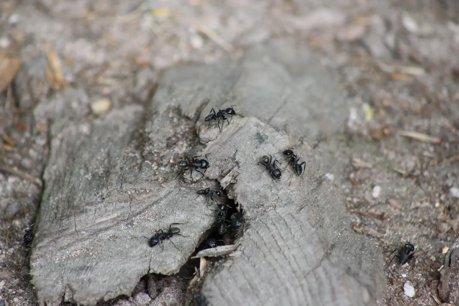 Black-Garden-Ant 09
