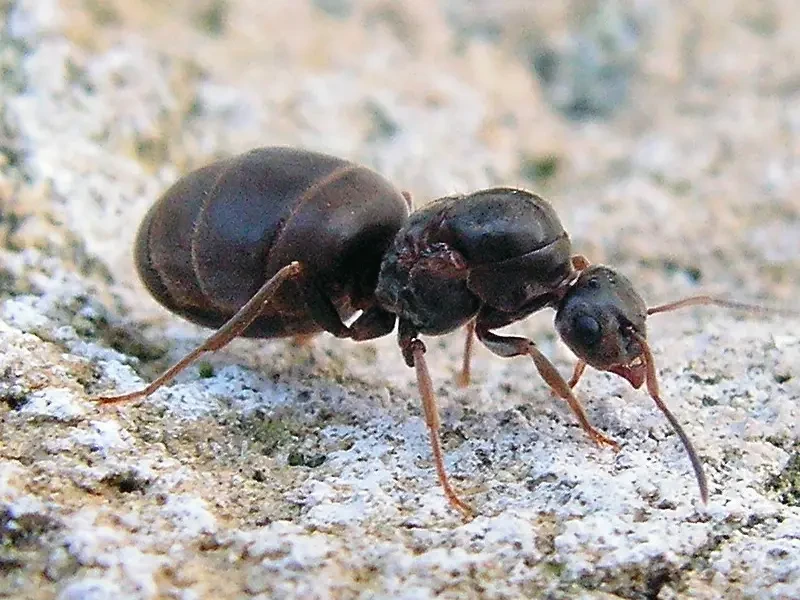 Black-Garden-Ant 10