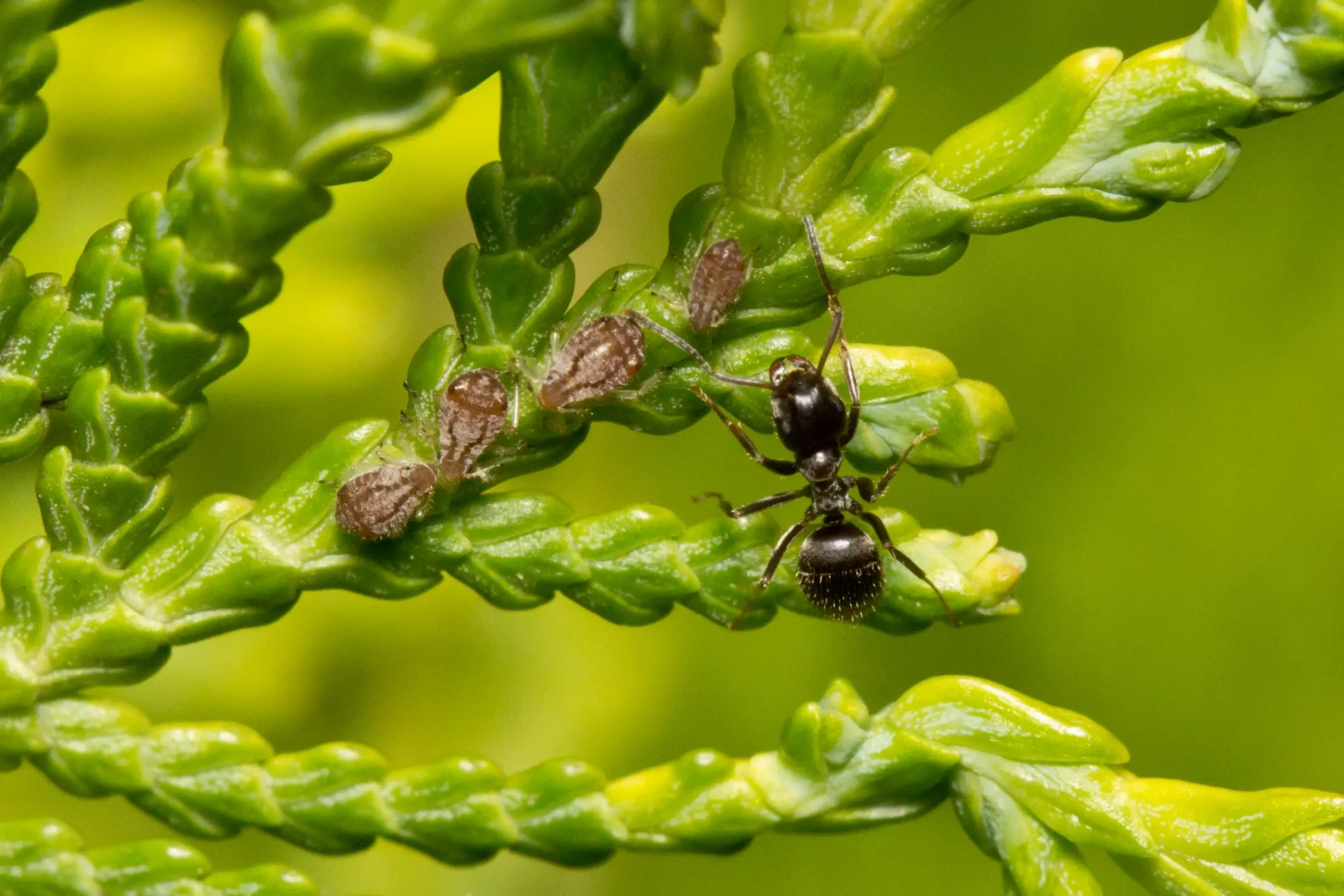 Black-Garden-Ant 11